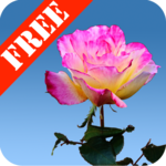 Rose Garden Free icon