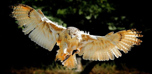 Owl Lock Screen & Wallpaper for PC - How to Install on Windows PC, Mac