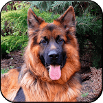 German Shepherd Wallpapers  (backgrounds & themes) icon