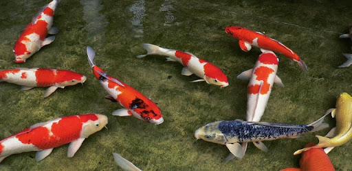 Koi Fish HD 3D Wallpaper pc screenshot