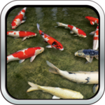 Koi Fish HD 3D Wallpaper icon