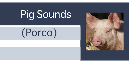Pig Sounds - Porco pc screenshot Pig Sounds - Porco pc screenshot