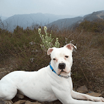 American Bulldog Dog Wallpaper icon