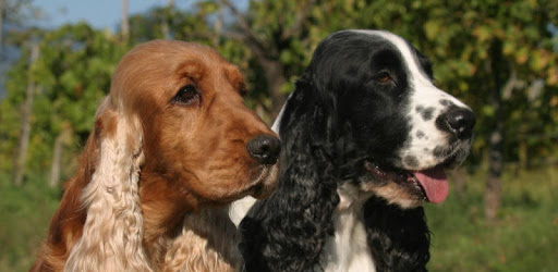 Cocker Spaniel Dogs Wallpapers pc screenshot Cocker Spaniel Dogs Wallpapers pc screenshot