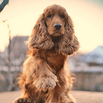 Cocker Spaniel Dogs Wallpapers for pc icon Cocker Spaniel Dogs Wallpapers for pc icon