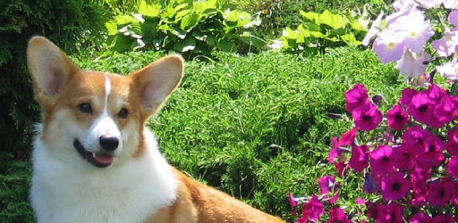 Corgi Dogs Wallpapers pc screenshot
