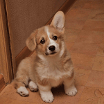 Corgi Dogs Wallpapers icon