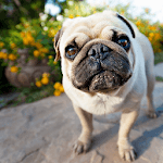 Pug Dogs Wallpapers icon