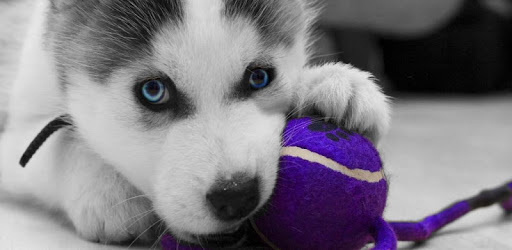 Husky puppies Live Wallpaper pc screenshot Husky puppies Live Wallpaper pc screenshot