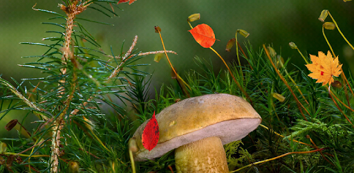 Beautiful Autumn Live Wallpaper pc screenshot Beautiful Autumn Live Wallpaper pc screenshot