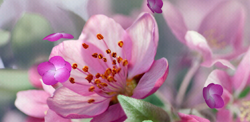 Cherry Blossom Live Wallpaper pc screenshot Cherry Blossom Live Wallpaper pc screenshot