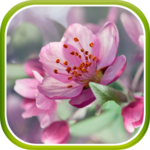 Cherry Blossom Live Wallpaper icon
