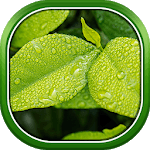 Beautiful Spring Wallpapers icon