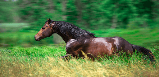 Horse Wallpaper HD : backgrounds & themes pc screenshot Horse Wallpaper HD : backgrounds & themes pc screenshot