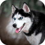 Husky dog Wallpaper HD : backgrounds & themes icon
