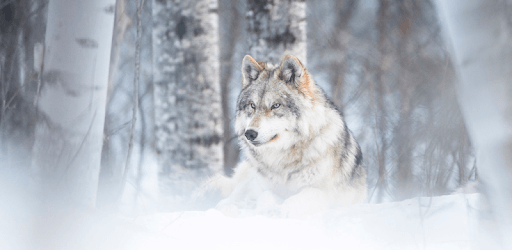 Wolf Wallpaper HD : backgrounds & themes pc screenshot Wolf Wallpaper HD : backgrounds & themes pc screenshot