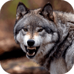 Wolf Wallpaper HD : backgrounds & themes icon