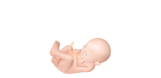 Pregnancy Due Date Calculator and Calendar pc screenshot Pregnancy Due Date Calculator and Calendar pc screenshot