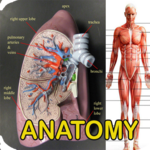 Anatomy Of Human Body icon