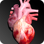 Circulatory System in 3D (Anatomy) icon