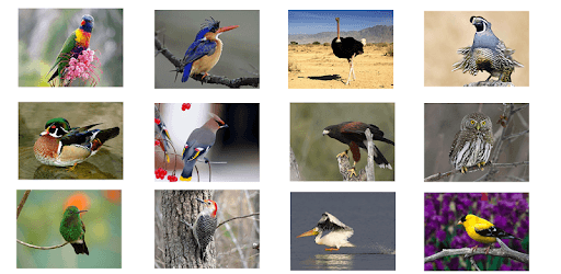 Bird Sounds pc screenshot Bird Sounds pc screenshot