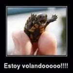 Imagenes Graciosas para Wasap icon