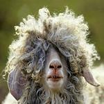 Funny Photos icon