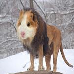 Funny Photo Edited Pictures icon