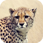Cheetah Sounds icon