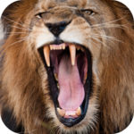 Lion Sounds for pc icon
