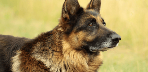 Dog Sounds pc screenshot Dog Sounds pc screenshot