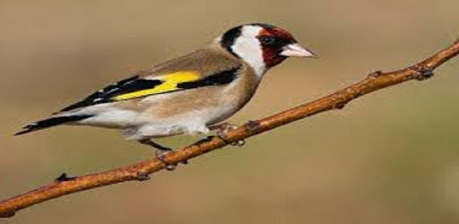 Goldfinch singing pc screenshot