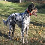 hunting dogs icon