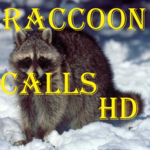 Raccoon Calls HD for pc icon