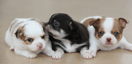 Sweet Dogs Wallpapers pc screenshot