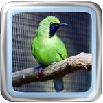 Chirphing Master Green Cucak icon