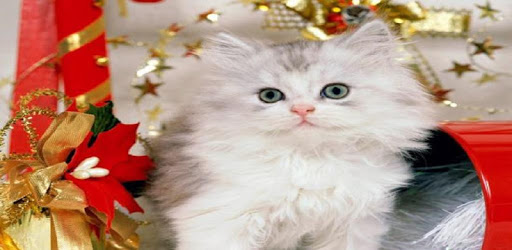 Kittens 2 pc screenshot Kittens 2 pc screenshot