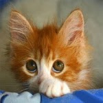 Kittens 2 icon