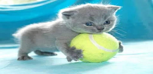 Kittens 30 pc screenshot Kittens 30 pc screenshot