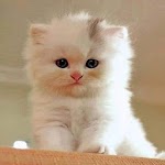 Kittens 30 icon