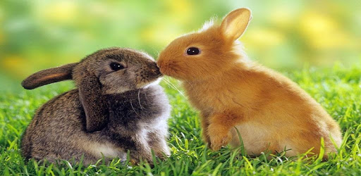 Little bunnies pc screenshot