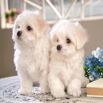 Puppies icon