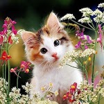 Kittens B icon