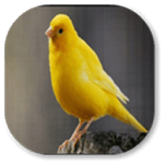 canary bird icon