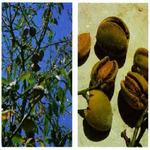 Edible and Medicinal Plants icon