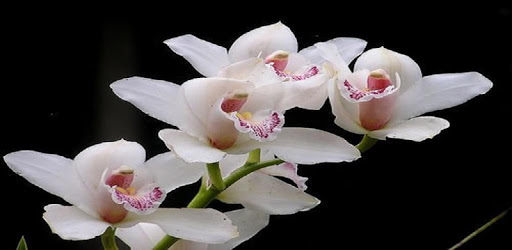 Flowers pc screenshot