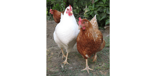 INDIGENOUS KALRO CHICKEN pc screenshot