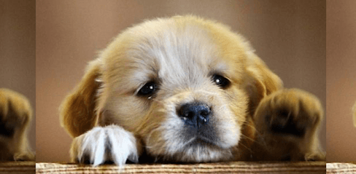 Dog Wallpaper pc screenshot Dog Wallpaper pc screenshot