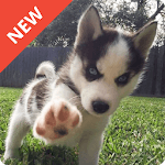 Dog Wallpaper for pc icon Dog Wallpaper for pc icon