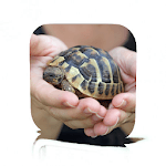 Pet Turtle Care icon
